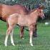 2012 AQHA IF Red Dun Filly