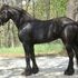 FPZV Star Friesian at Stud