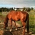 17.1 sorrel thoroughbred mare