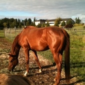 17.1 sorrel thoroughbred mare
