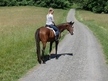 16h ,tb g, 7yrs quiet in ring safe on trails nice guy