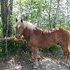 *REDUCED Gorgeous Haflinger 2006 gelding