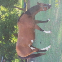 Paint mare heavy breed