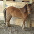 Show quality filly - REDUCED!