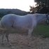 1998 Grey MFT Mare