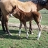 Check Out This Mare  Big Beautiful Dun
