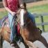 Halflinger Cross Mare That Does It All!