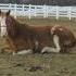 APHA Barrel Horse