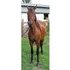 Big, laid-back Paso Fino Mare