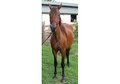 Big, laid-back Paso Fino Mare