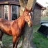 BEAUTIFUL ATHLETIC MARE