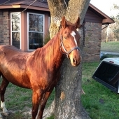 BEAUTIFUL ATHLETIC MARE