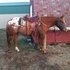 Flasy 6yr/old gelding!