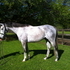ATHLETIC GREY JUMPER PROSPECT