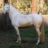 Excellent Breeding Stallion 