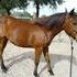 3 YR GORGEOUS FOUNDATION FILLY 