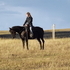 Experienced Athletic QH Mare