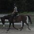 Hunter/Jumper