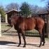 Oldenburg Gelding. ANYONE CAN RIDE!