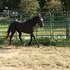 Lovely black mare