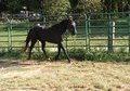 Lovely black mare