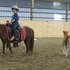 Broke mini mare and foal