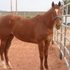 Sorrel Solid Paint - APHA