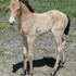 Champagne Filly 2013