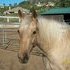Handsome Palomino