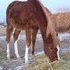 Nice Well Bred Filly with flaxen mane and tail