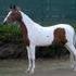 Homozygous 2003 Saddlebred Mare