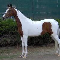 Homozygous 2003 Saddlebred Mare