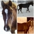 Half Arab Mare