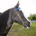 GREY REGISTERED TENNESSSEE WALKING MARE