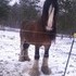 Clydesdale at stud!!