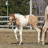 2013 Red Dun Pinto Half Arabian Filly