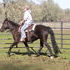 1/2 Kiger Mustang