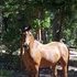Sweet Gelding w/size for trail riding