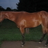 4yo AQHA mare-WP/HUS/trail/mounted shooting