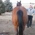 Halter Broodmare In Foal