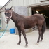 BLACK TWH REGISTERED