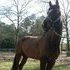 Quiet 17hh Eventer