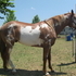 AT STUD APHA