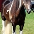 Stunning 2011 stallion