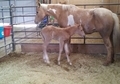 Big April 2012 colt
