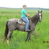 Chocolate Roan With Nice gaits