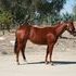 Fantastic Daughter of CD Olena 