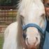 Yearling PERLINO Colt 