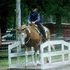 registeted apha paint mare does it all 