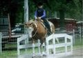 registeted apha paint mare does it all 